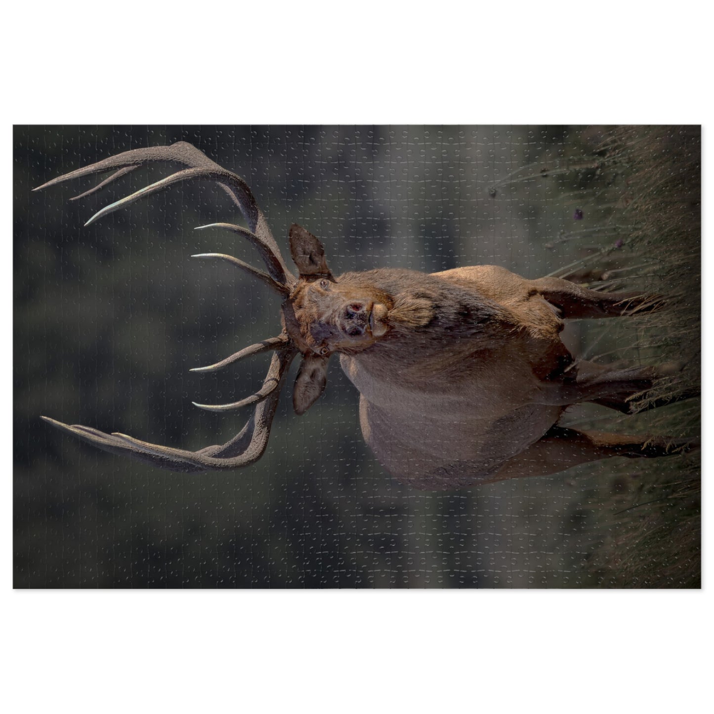 "ATTENTION GETTER" BULL ELK - PUZZLE