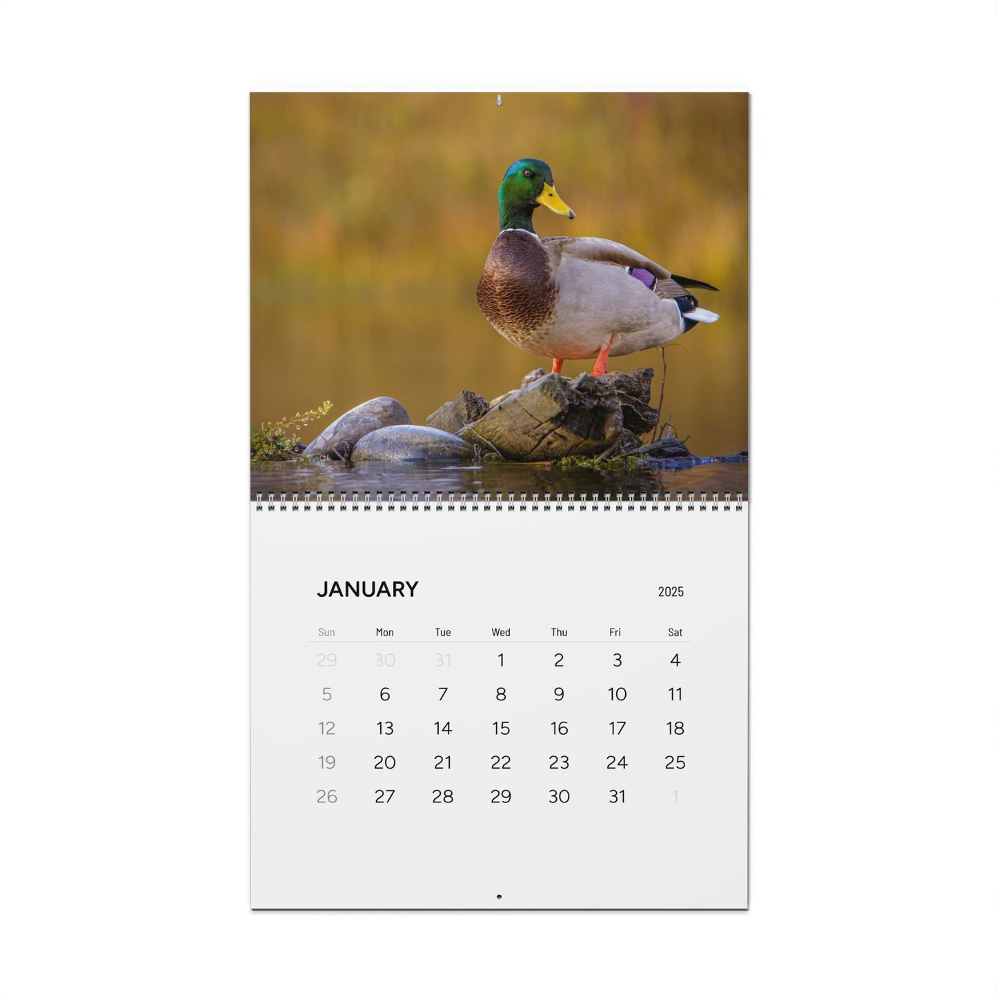 IN SEARCH OF WILD NATURE & WILDLIFE 2025 Wall Calendars