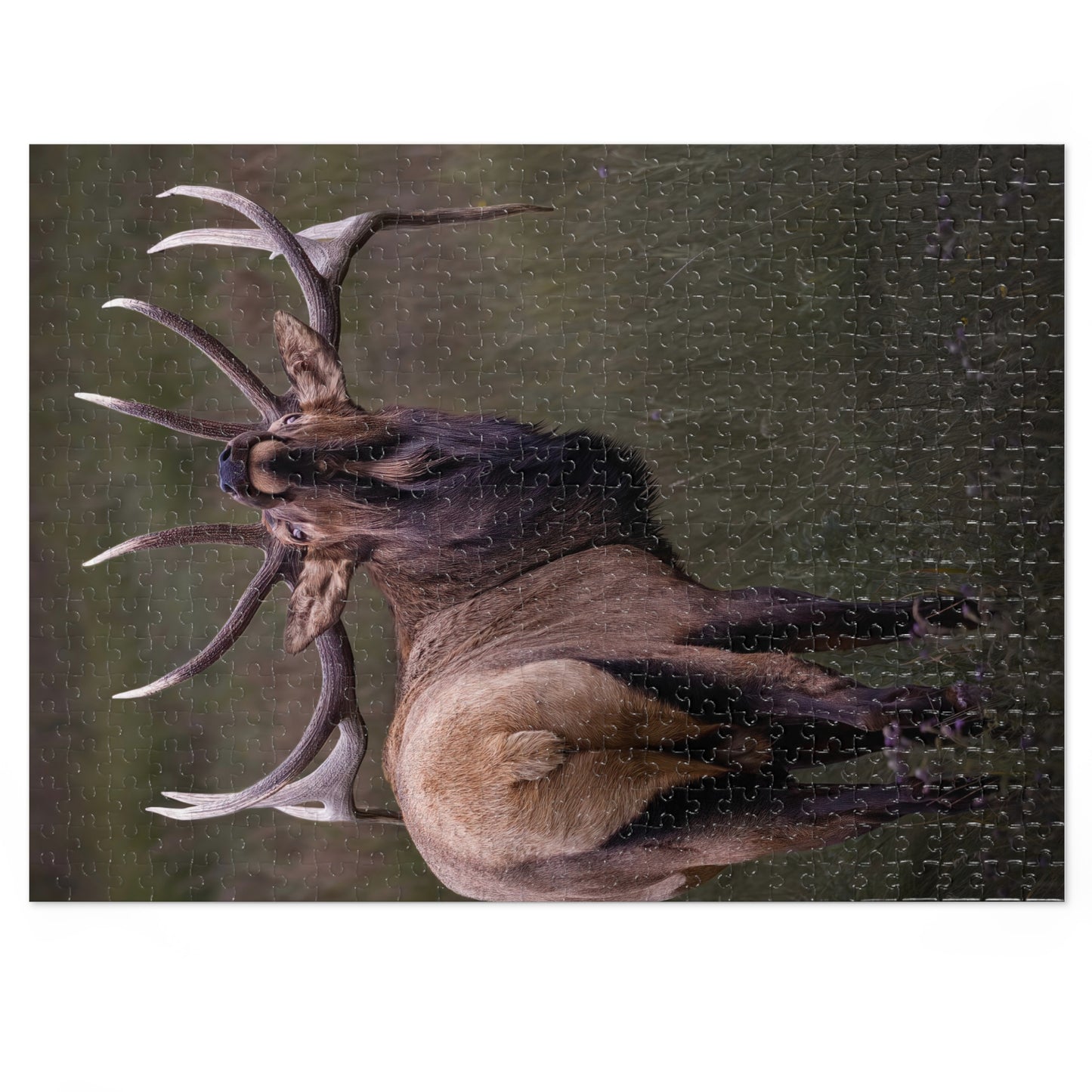 "BEYOND" BULL ELK - PUZZLE