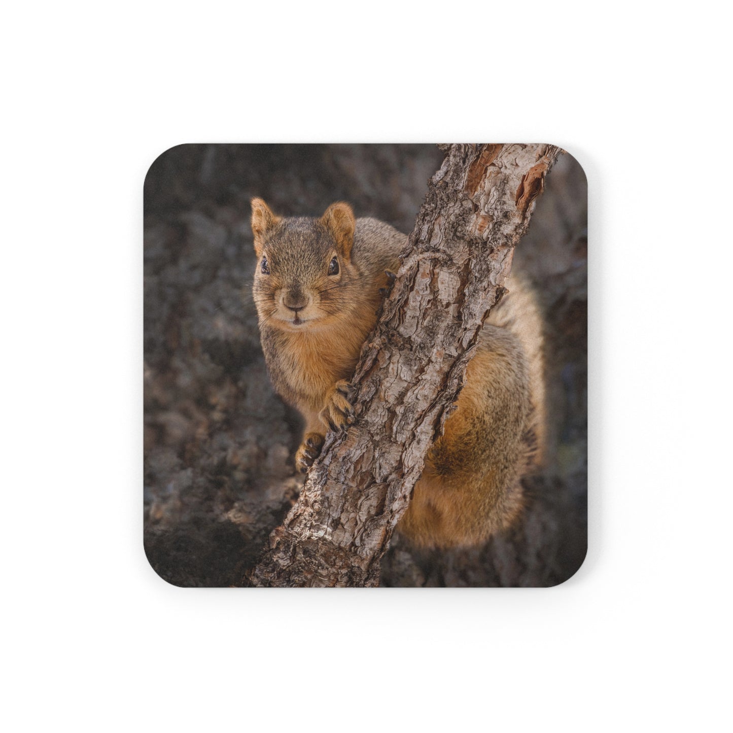 "CUTE ATTITUDE" Squirrel Photo Coaster