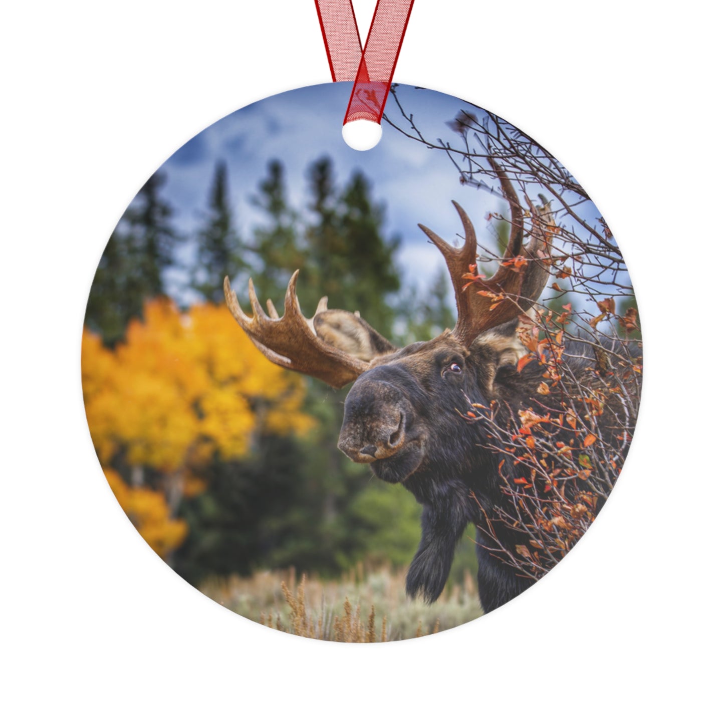 "PEEK A MOOSE" Bull Moose - Metal Christmas Tree Ornament