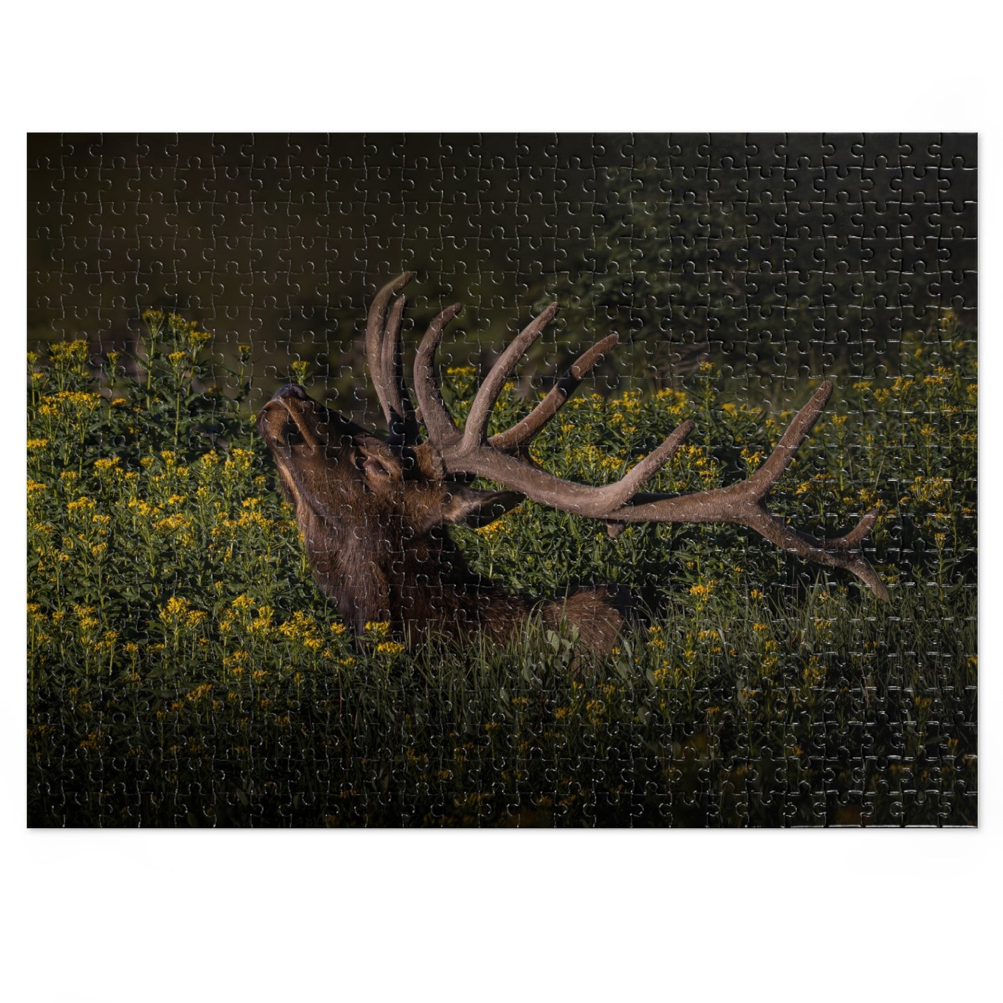 "WILDFLOWER SUNBATH" BULL ELK - PUZZLE