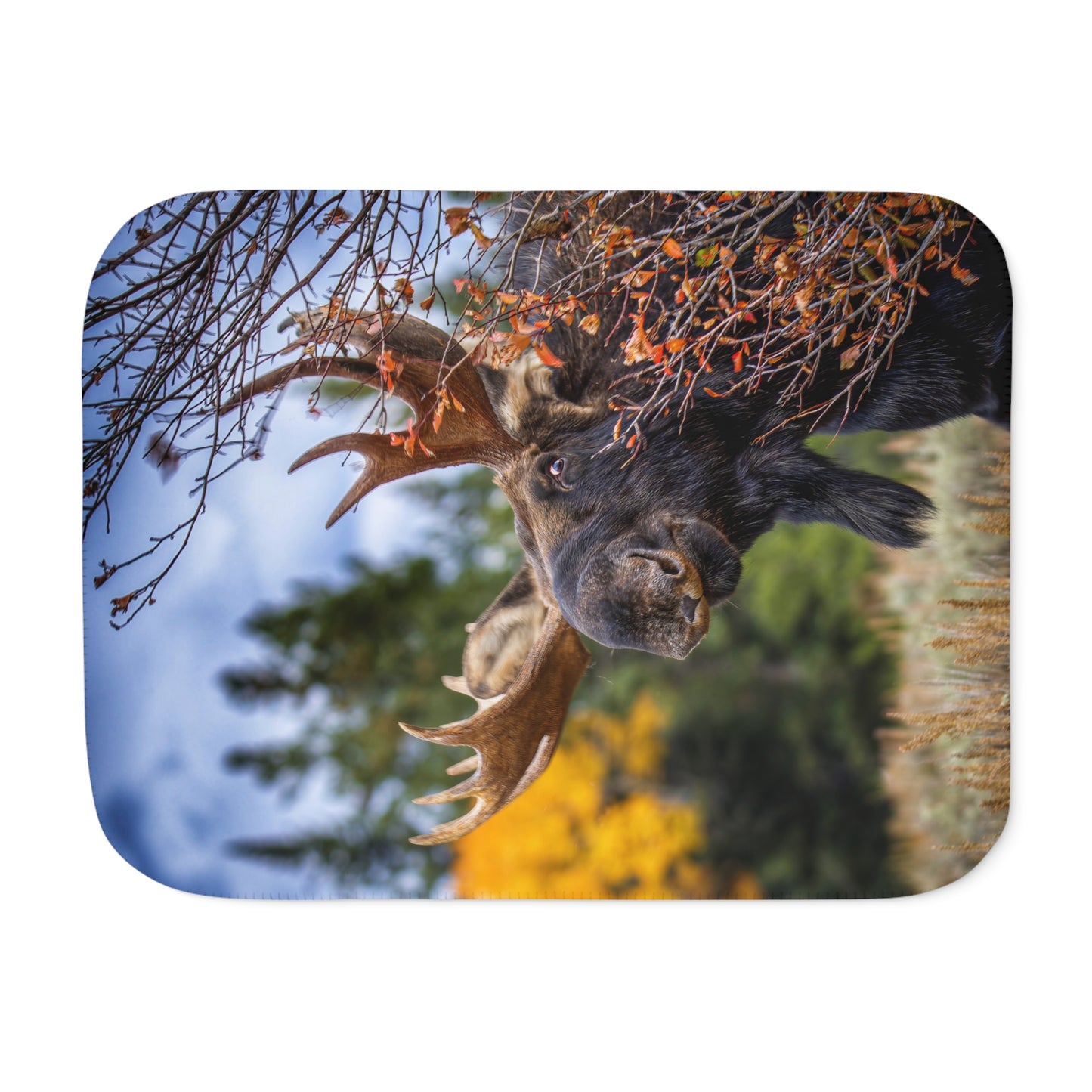 "PEEK A MOOSE" BULL MOOSE - SHERPA BLANKET