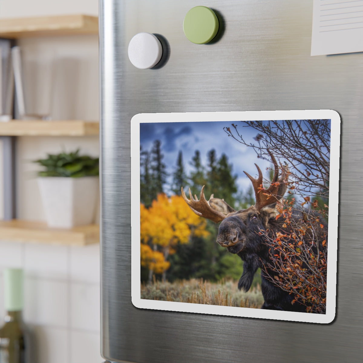 "PEEK A MOOSE" Photo Magnet