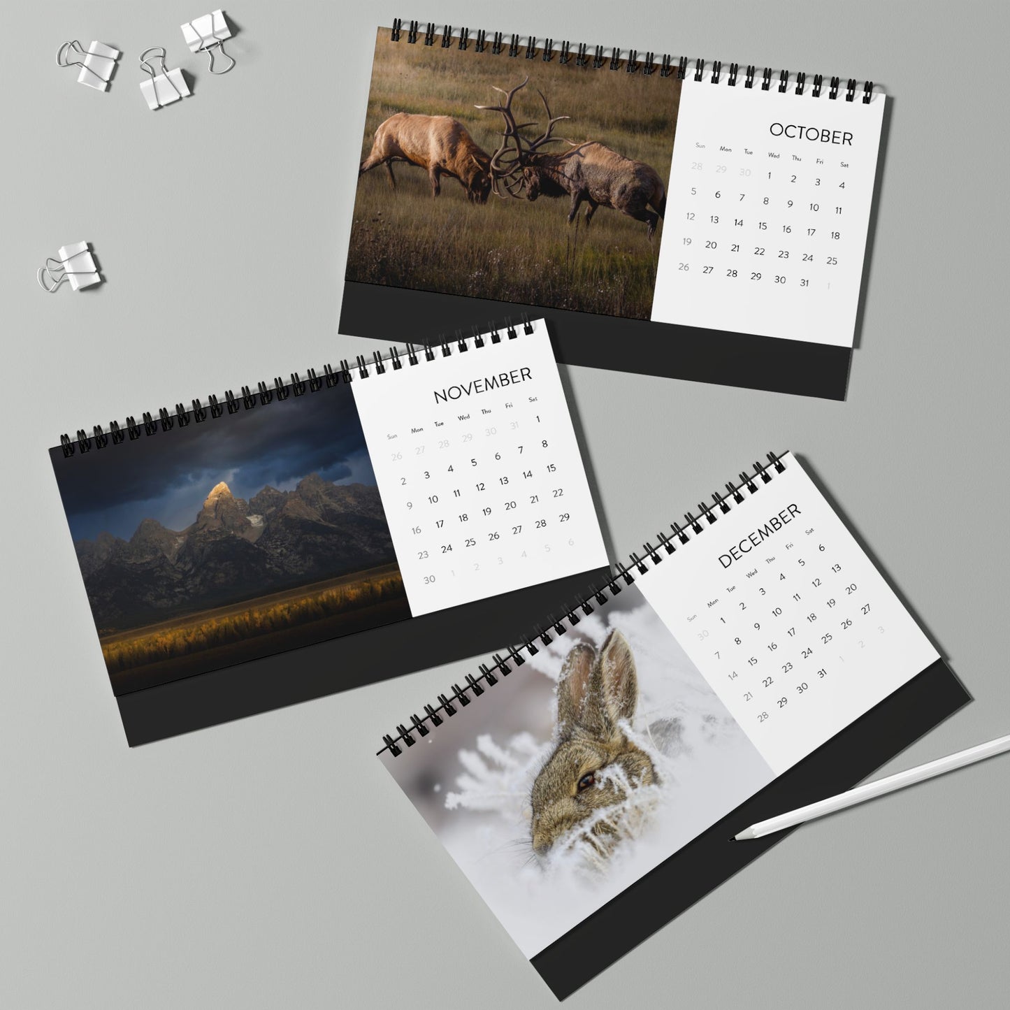 IN SEARCH OF WILD NATURE & WILDLIFE 2025 Desk Calendars