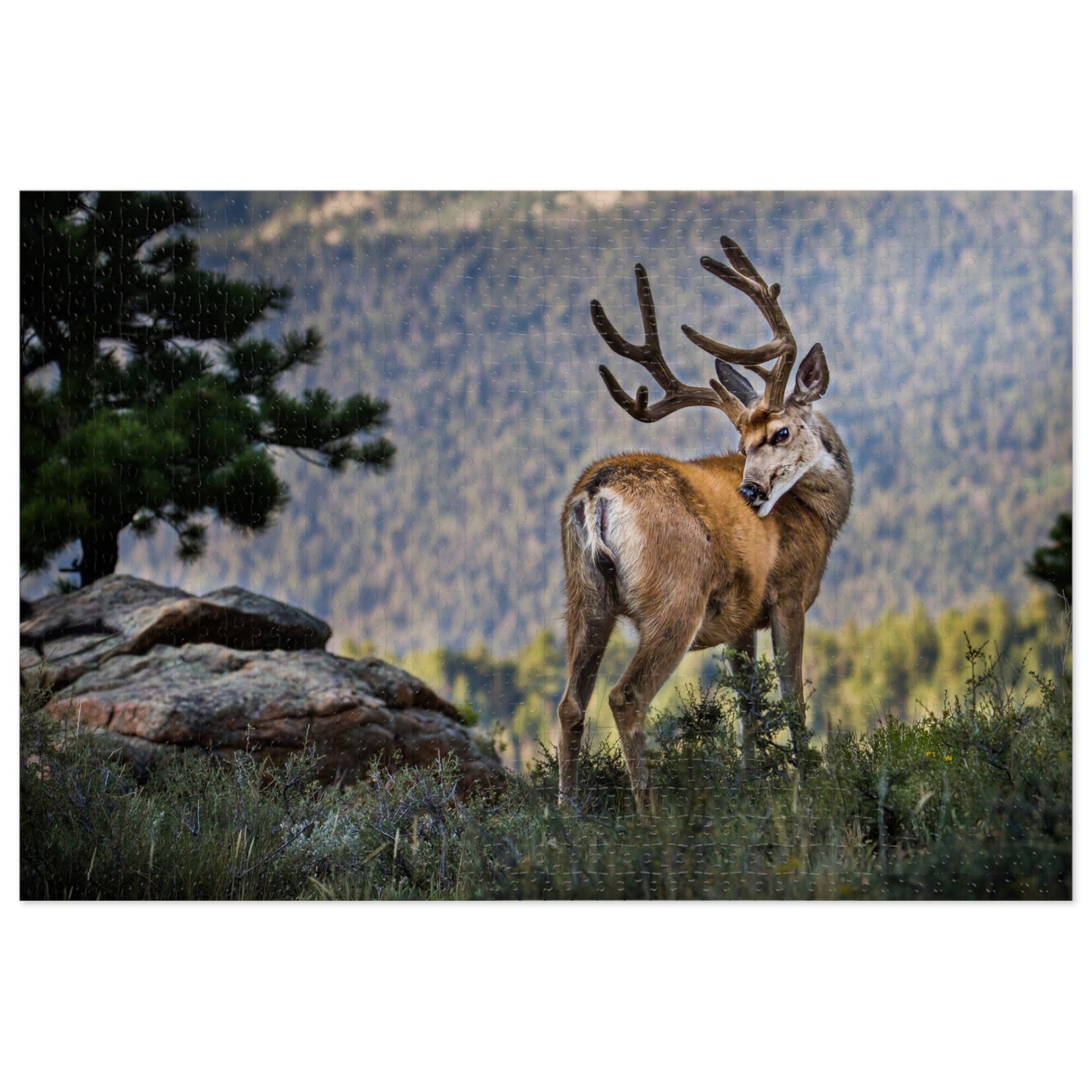 "BACKDROP ITCH" MULE DEER - PUZZLE