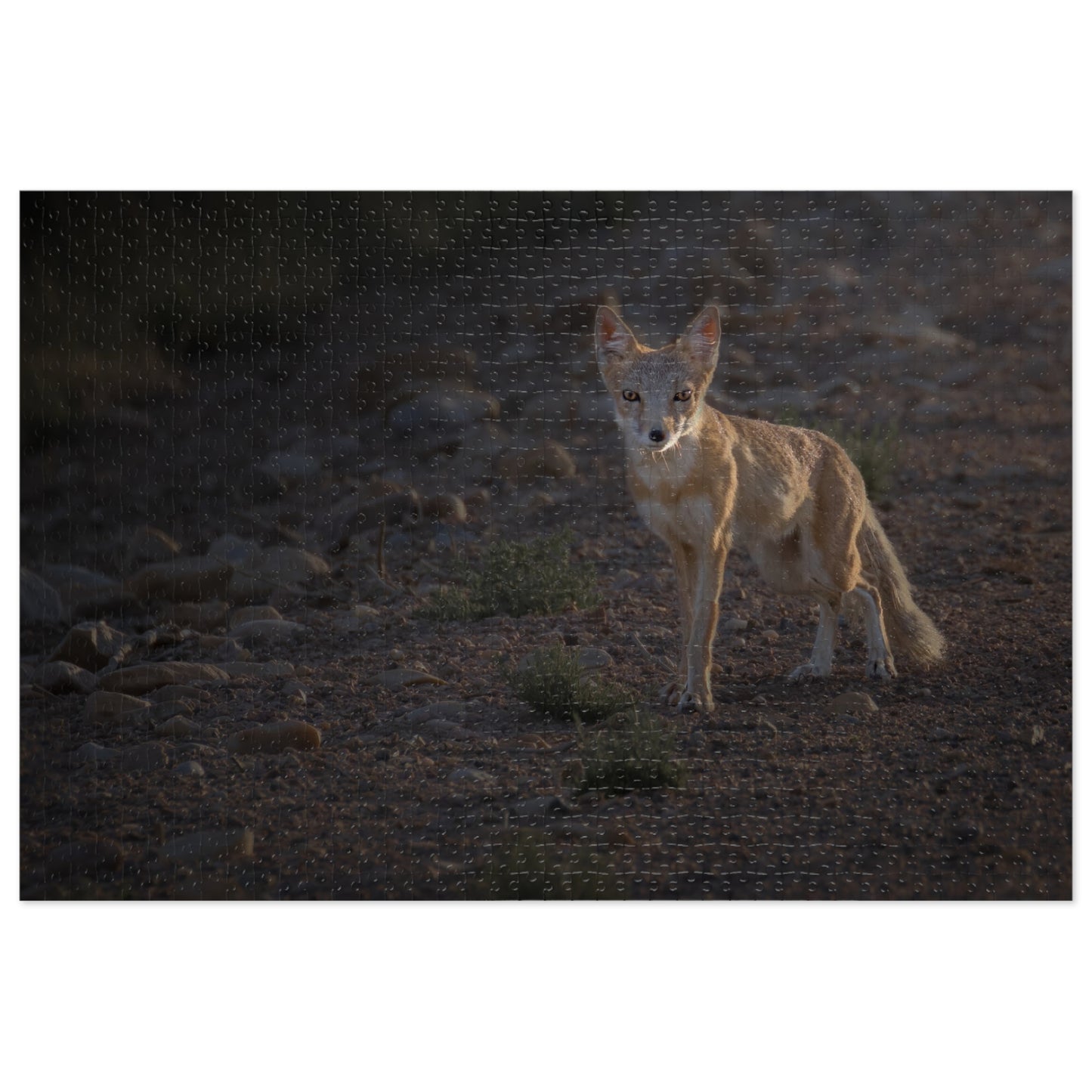 "AGLOW" SWIFT FOX - PUZZLE