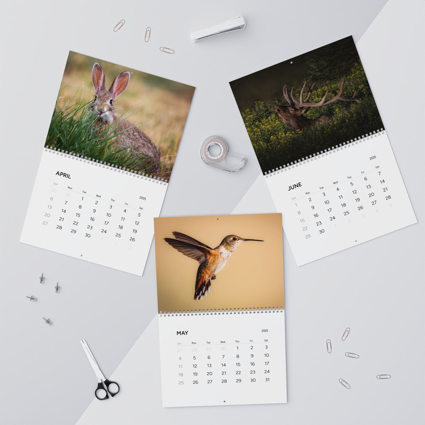 IN SEARCH OF WILD NATURE & WILDLIFE 2025 Wall Calendars