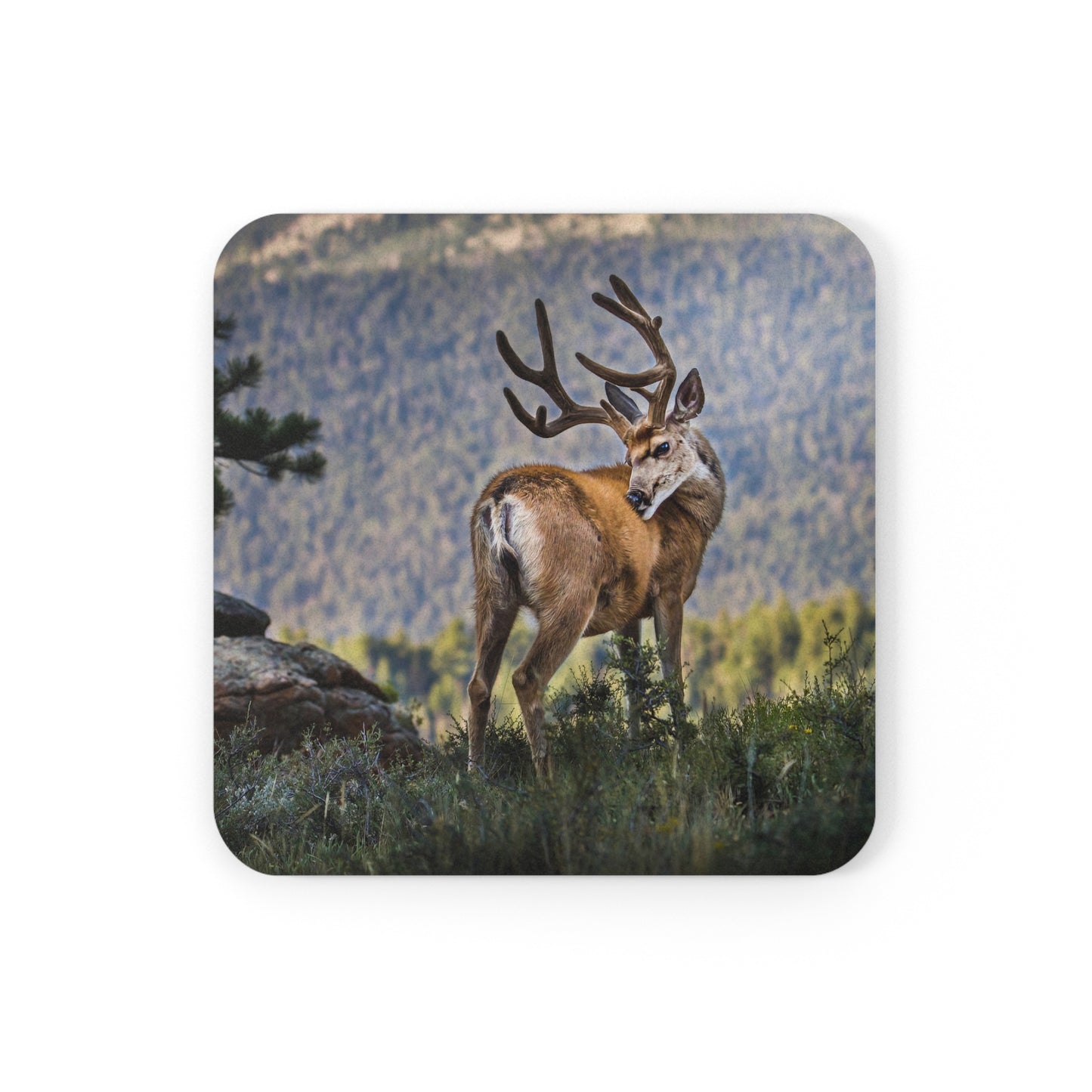 "BACKDROP ITCH" Mule Deer Buck Photo Coaster