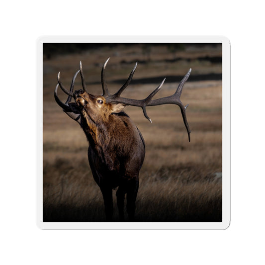 "WILD SIDE" Photo Magnet