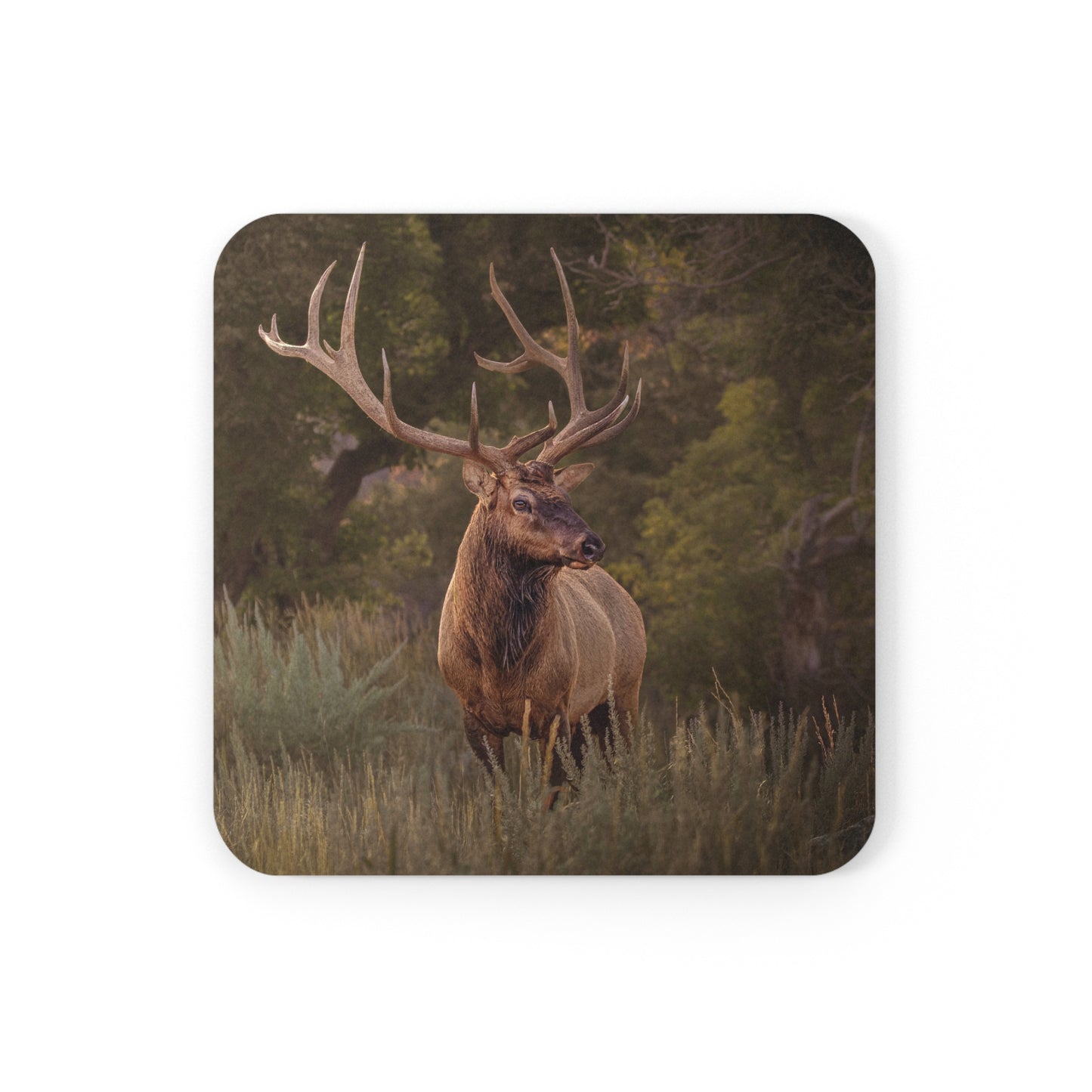 "BRANCHED" Bull Elk Photo Coaster