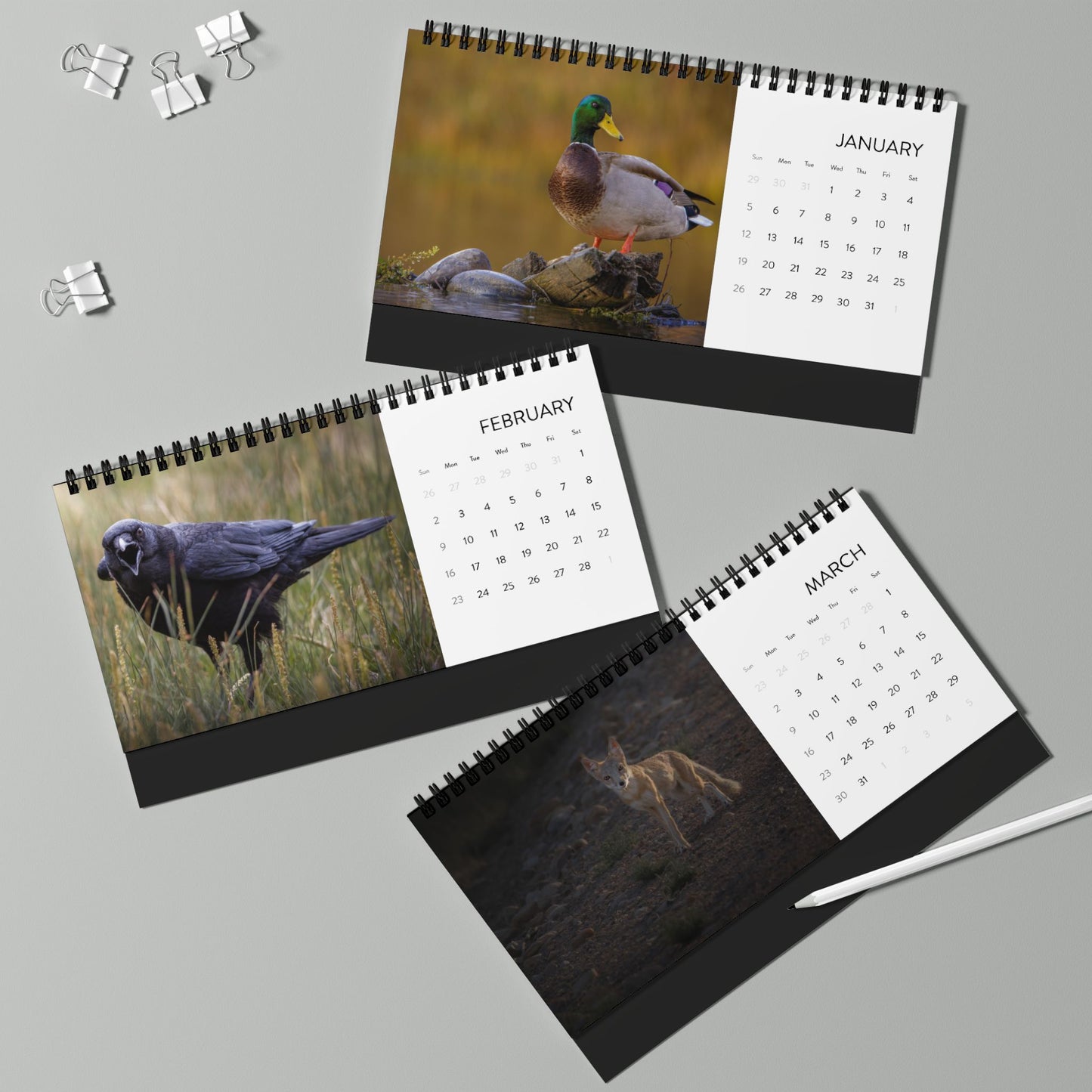 IN SEARCH OF WILD NATURE & WILDLIFE 2025 Desk Calendars