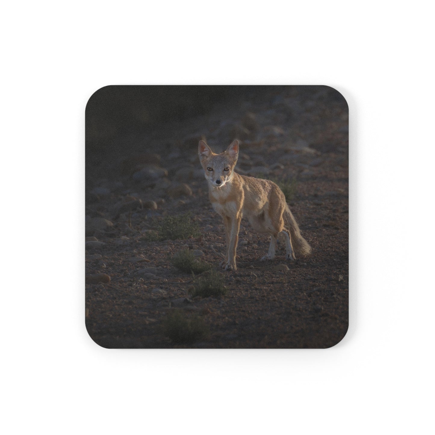 "AGLOW" Swift Fox Photo Coaster