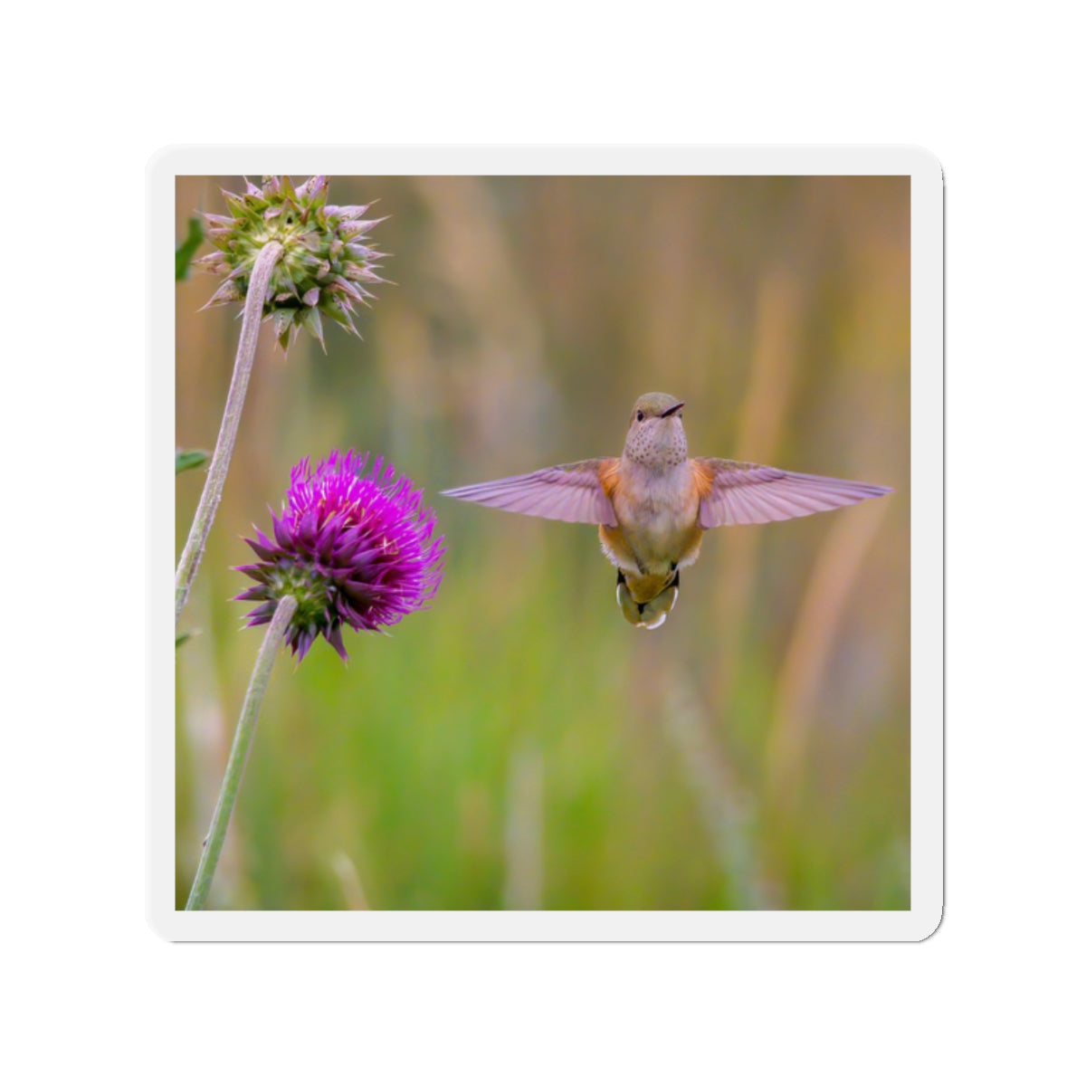 "THISTLE WINGS" Photo Magnet