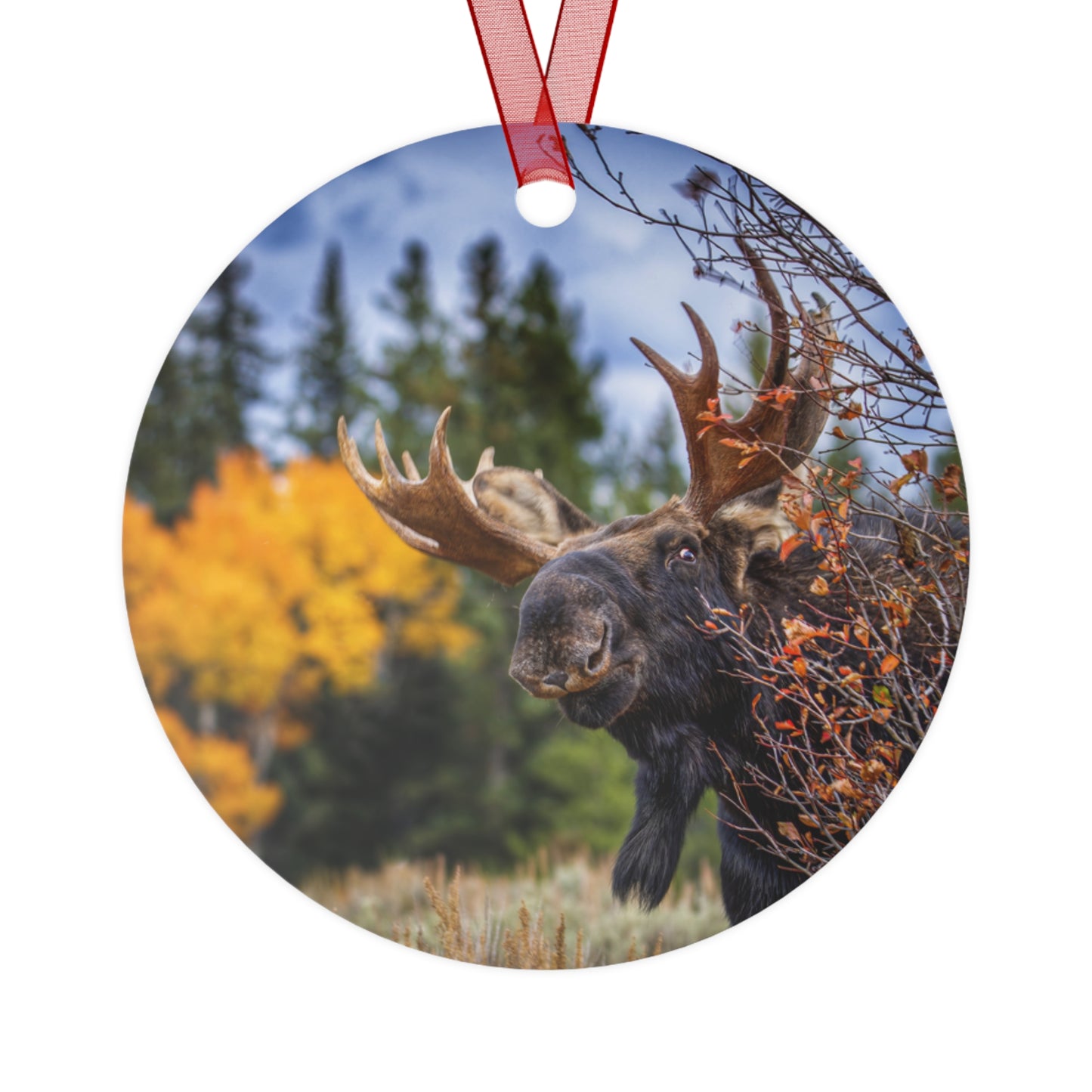 "PEEK A MOOSE" Bull Moose - Metal Christmas Tree Ornament