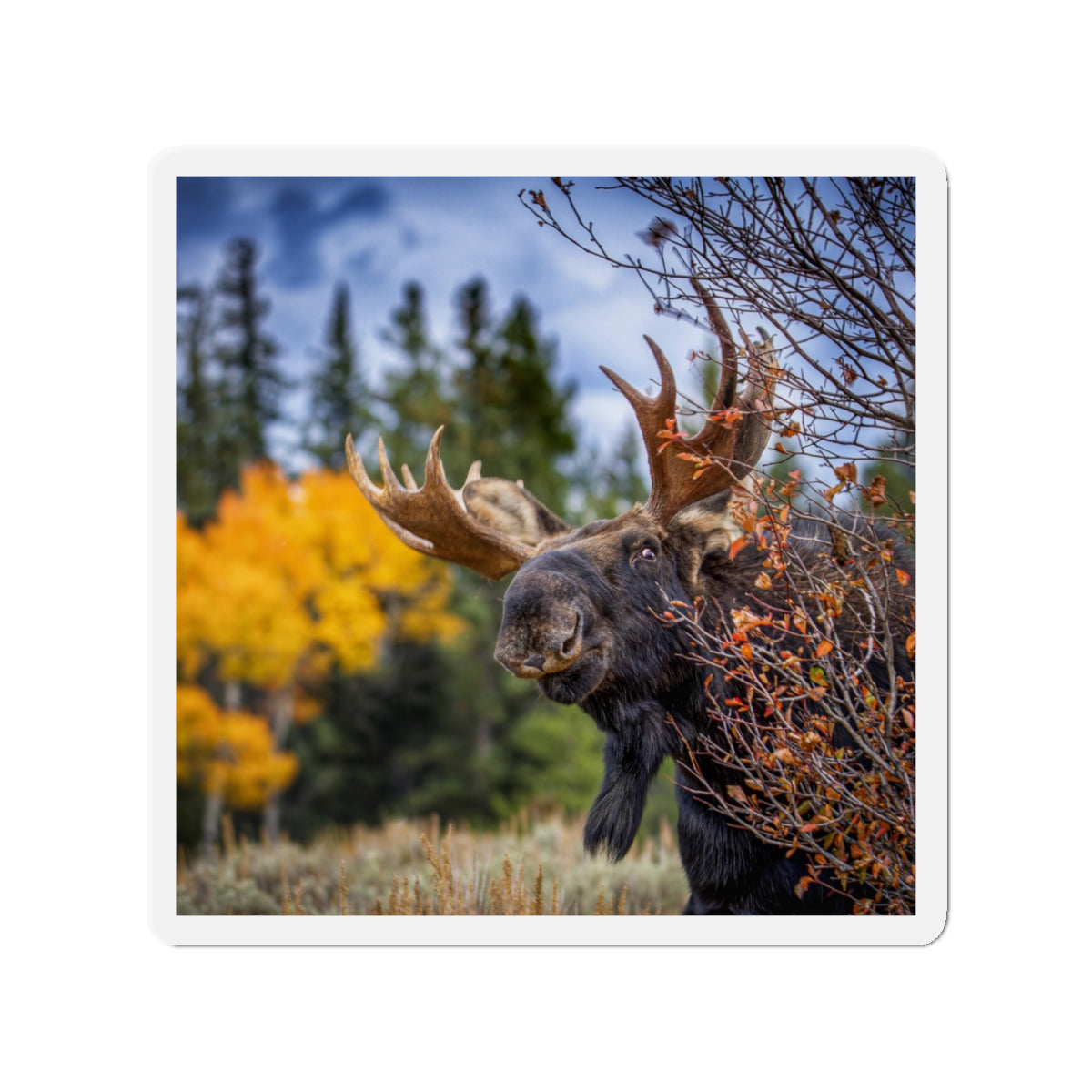 "PEEK A MOOSE" Photo Magnet