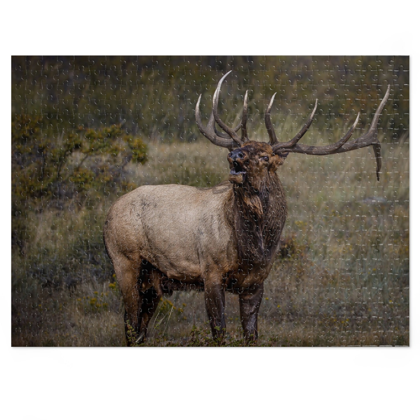 "BEAMER" BULL ELK - PUZZLE