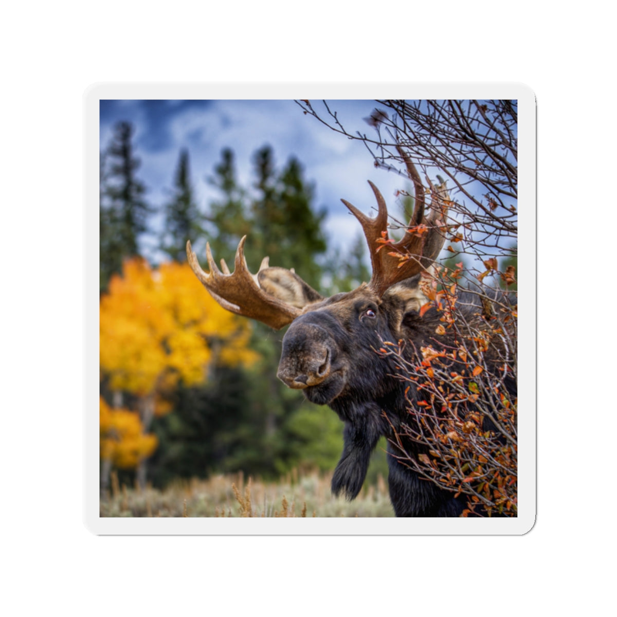 "PEEK A MOOSE" Photo Magnet