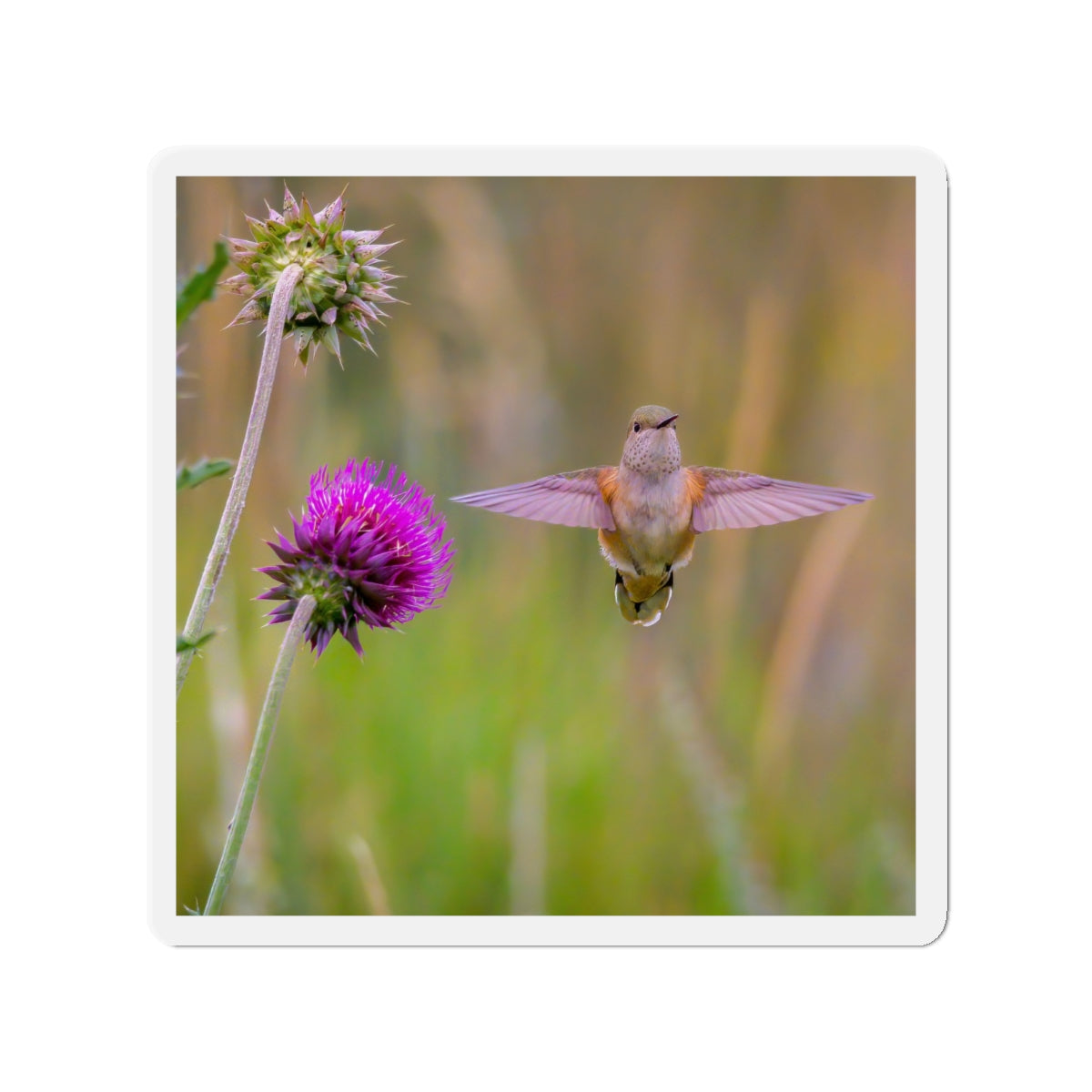 "THISTLE WINGS" Photo Magnet