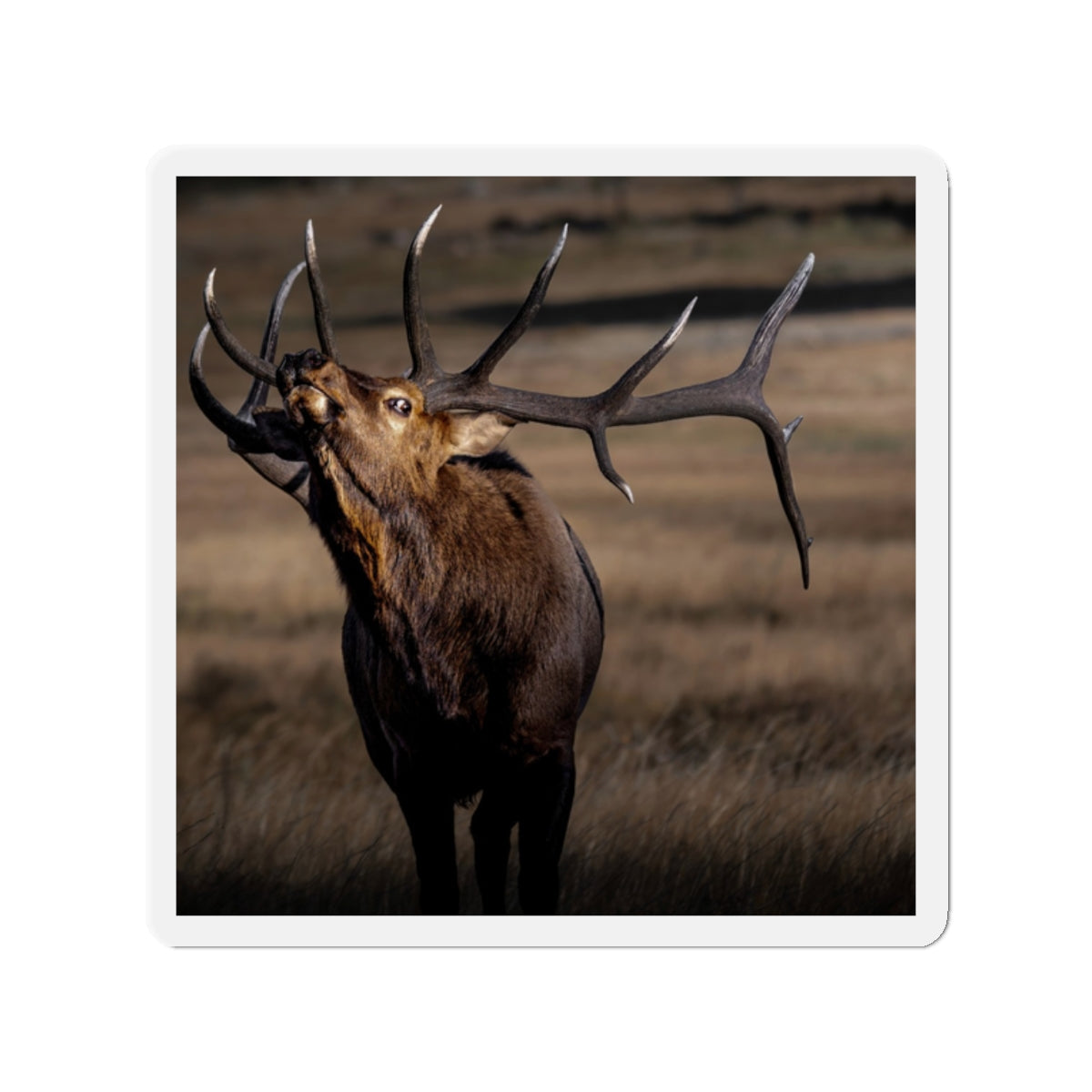 "WILD SIDE" Photo Magnet