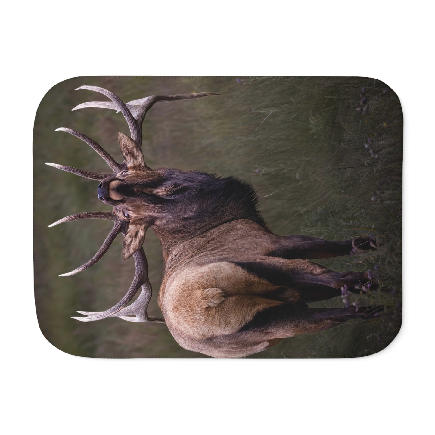 "BEYOND" BULL ELK - SHERPA BLANKET