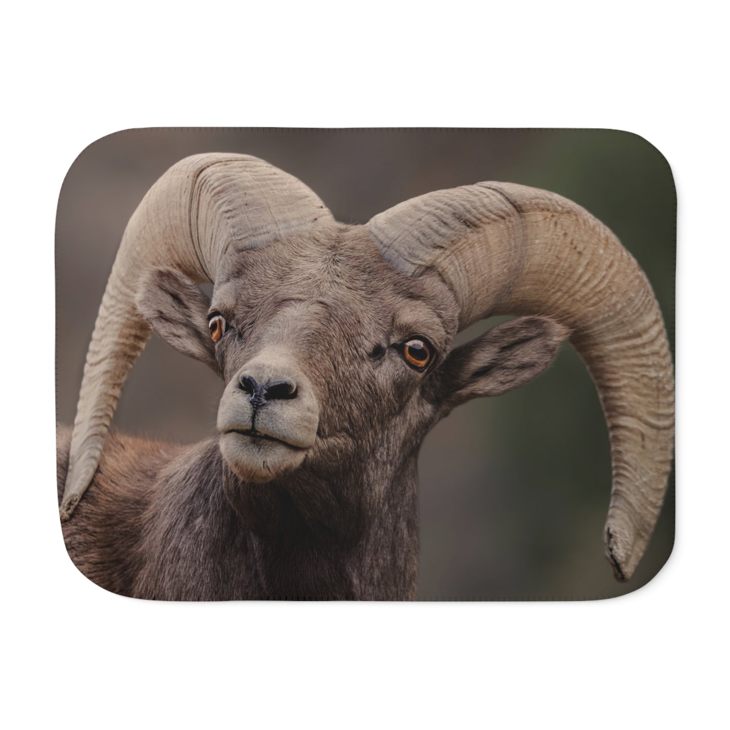 "ENLIGHTENED" BIG HORN SHEEP RAM - SHERPA BLANKET