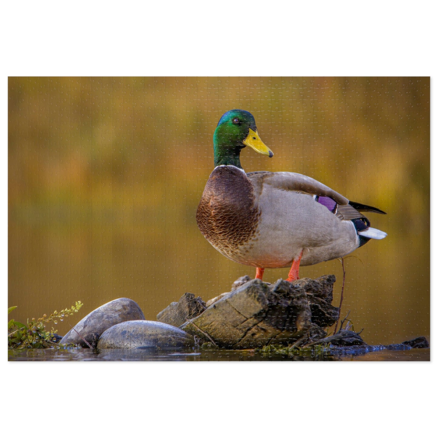 "SNAKE RIVER DRAKE" MALLARD DUCK - PUZZLE