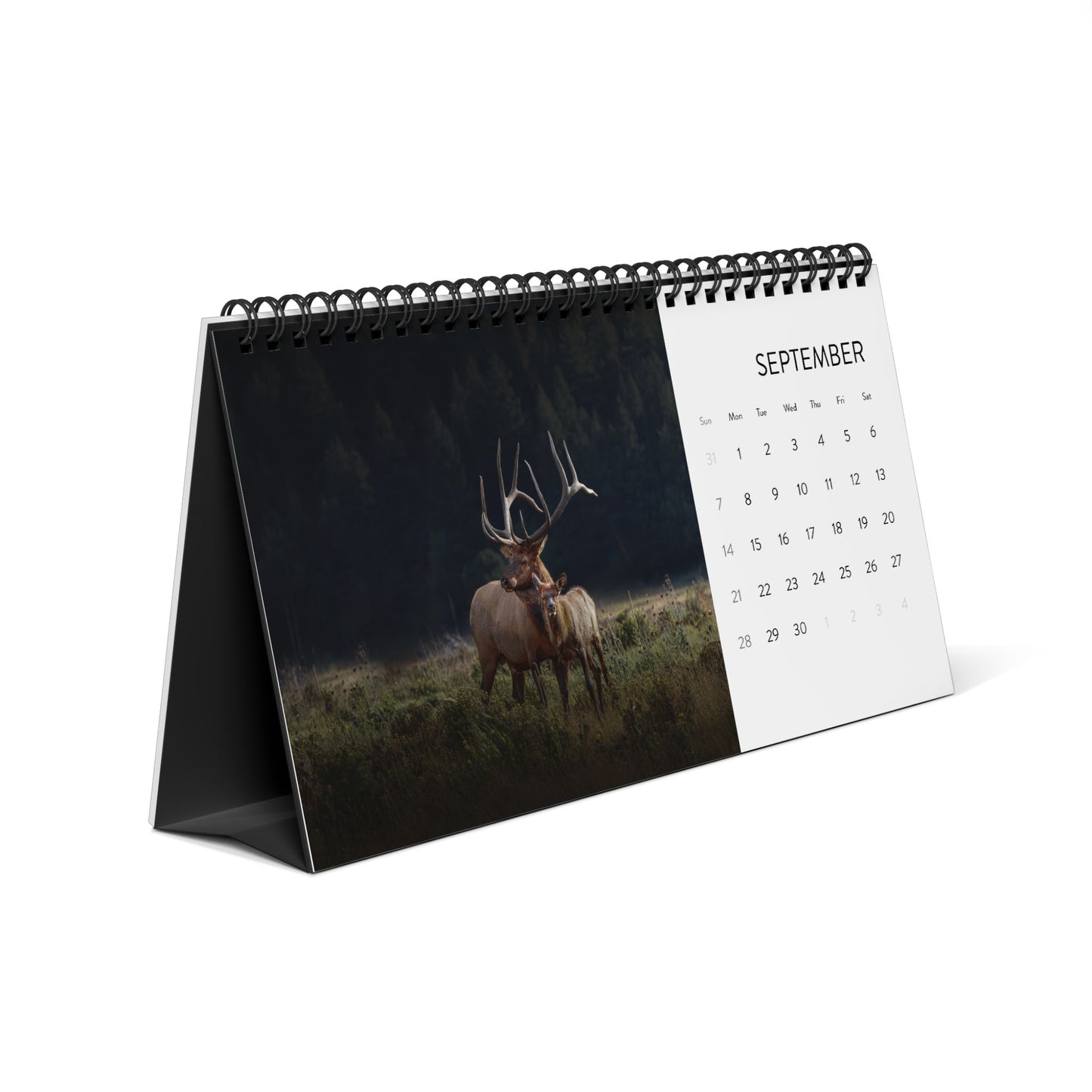 IN SEARCH OF WILD NATURE & WILDLIFE 2025 Desk Calendars