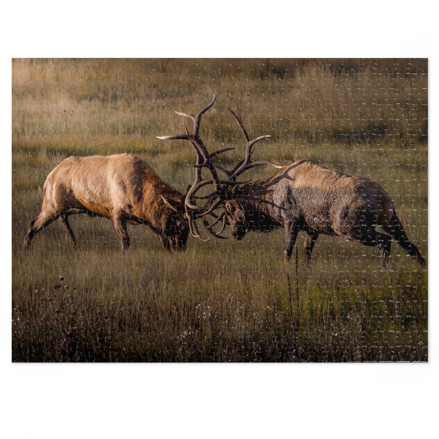 "LOCKED IN LIGHT" BULL ELK - PUZZLE