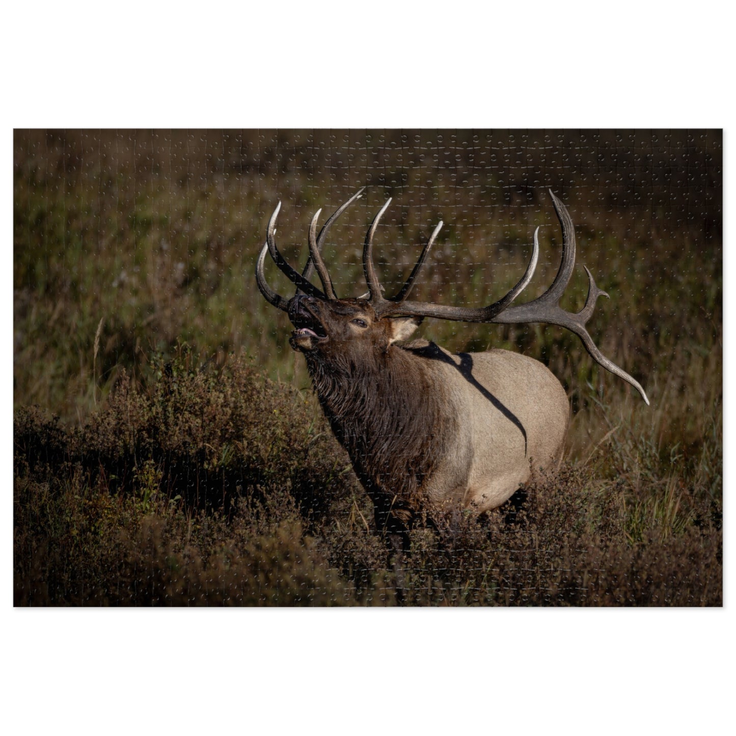 "SPLIT DECISION" BULL ELK - PUZZLE