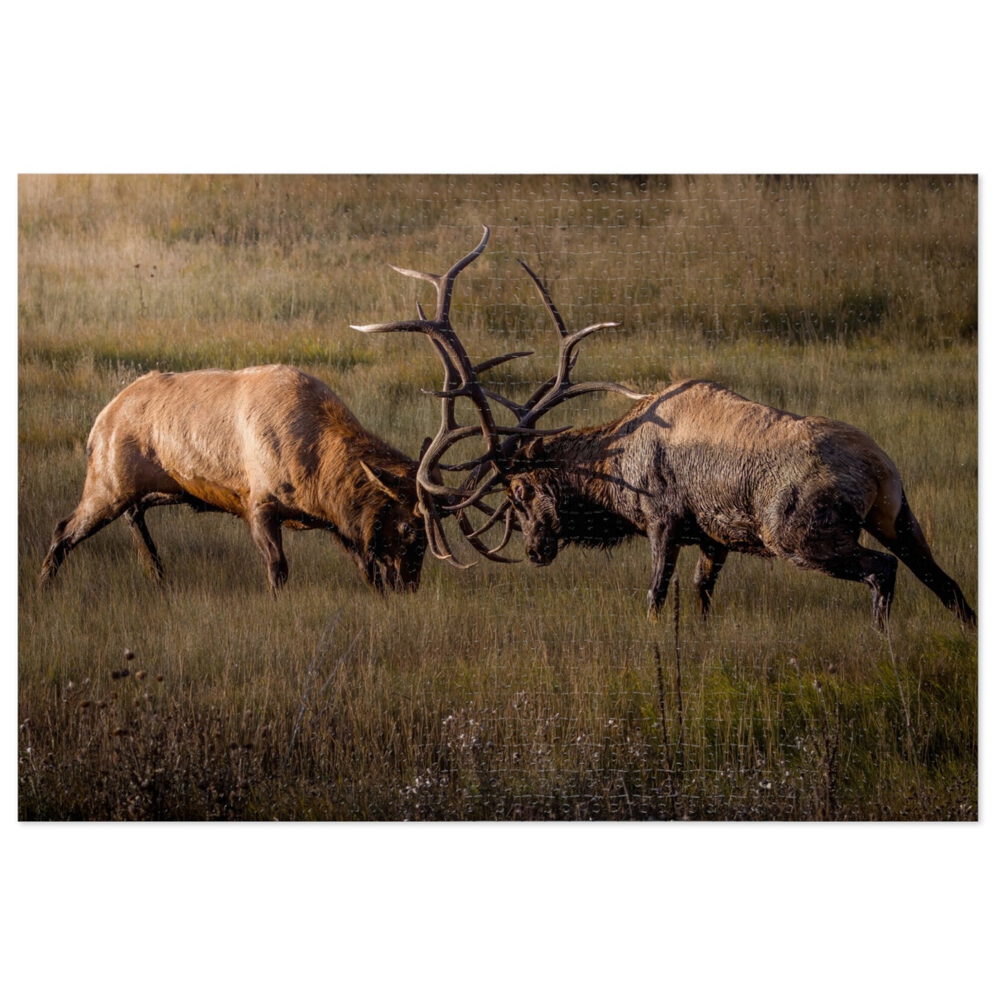 "LOCKED IN LIGHT" BULL ELK - PUZZLE