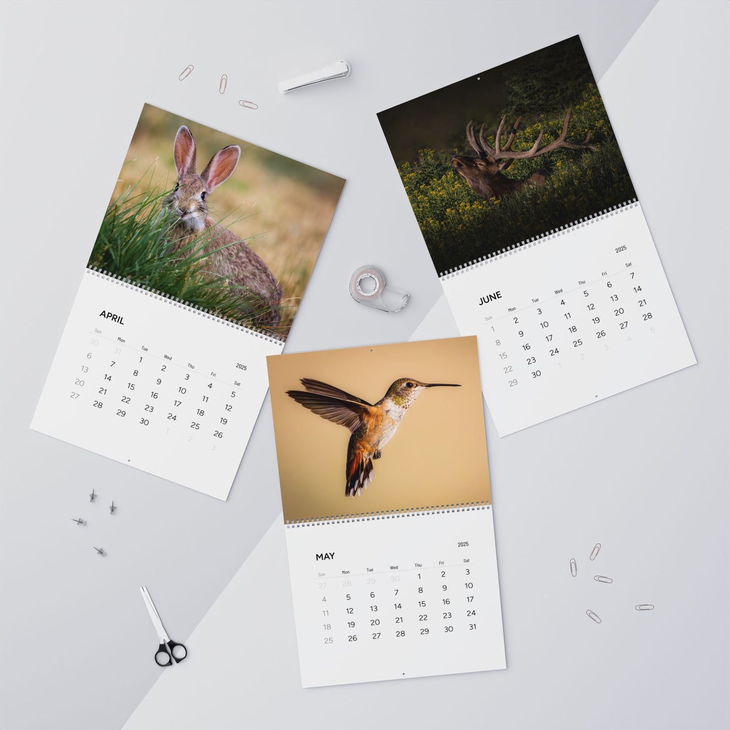 IN SEARCH OF WILD NATURE & WILDLIFE 2025 Wall Calendars