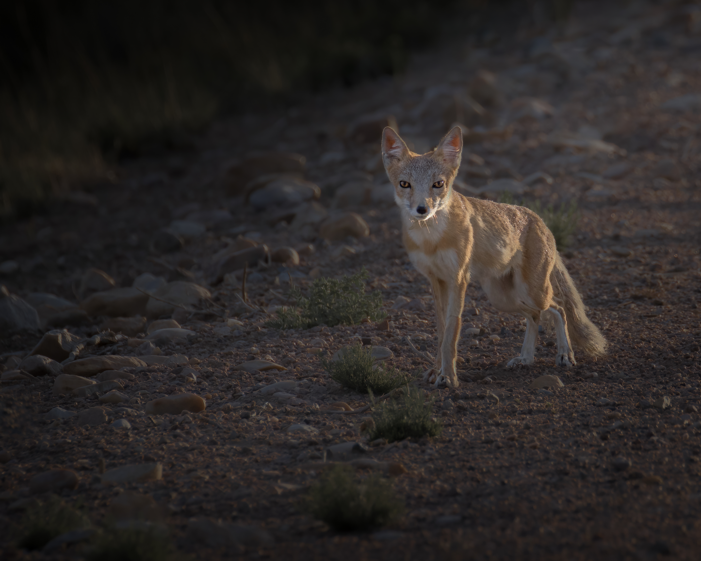 "AGLOW" SWIFT FOX - PRINT