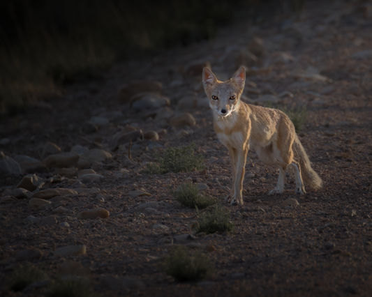 "AGLOW" SWIFT FOX - PRINT