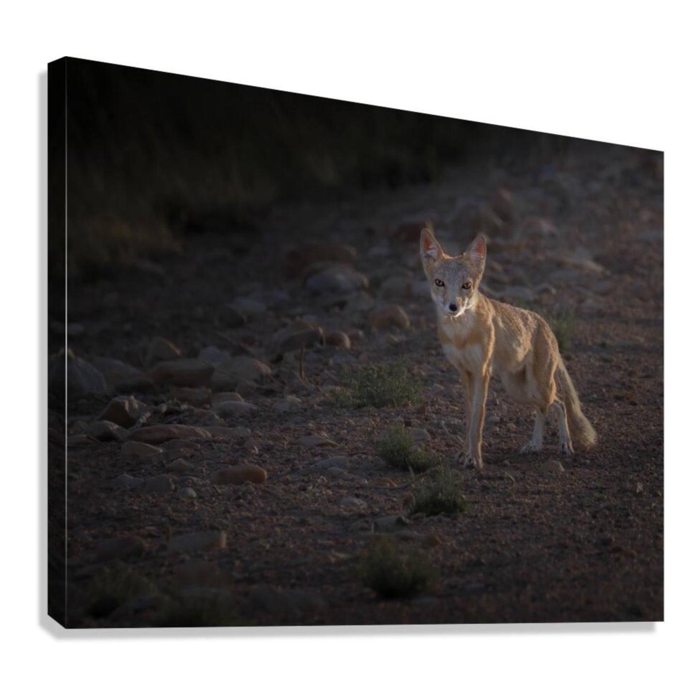 "AGLOW" SWIFT FOX - PRINT