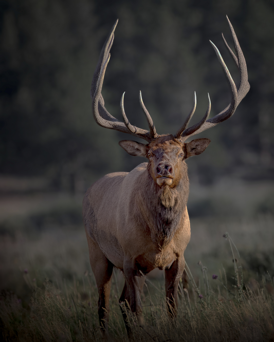 "ATTENTION GETTER" BULL ELK - PRINT