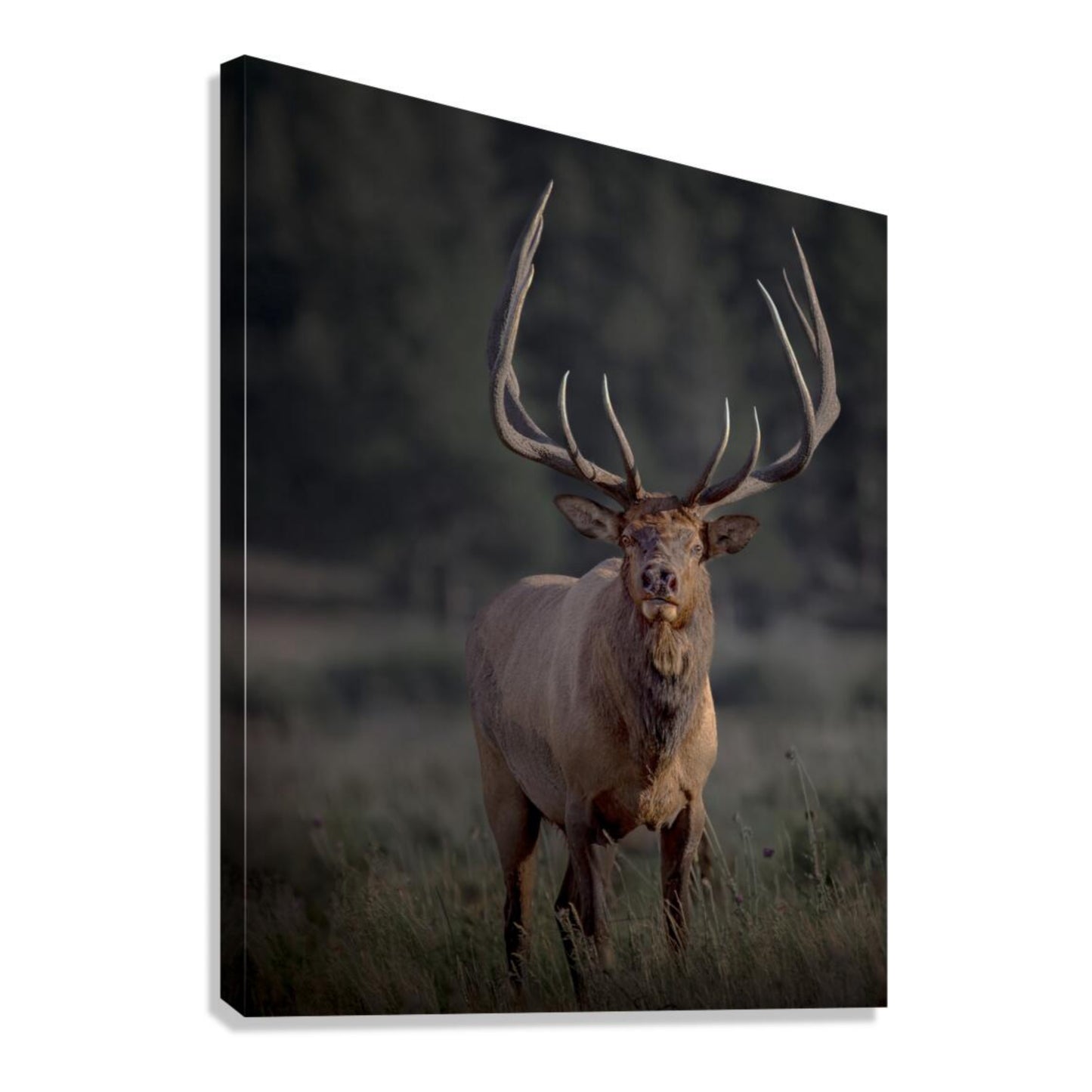 "ATTENTION GETTER" BULL ELK - PRINT