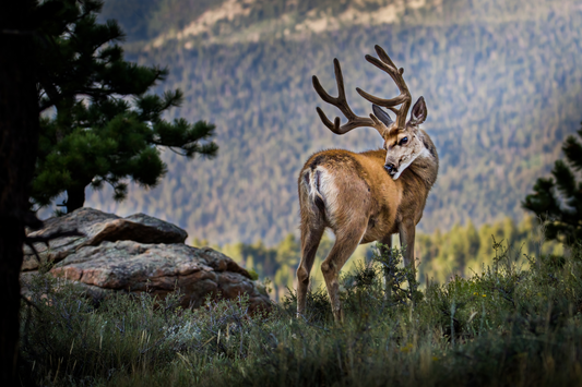 "BACKDROP ITCH" MULE DEER - PRINT