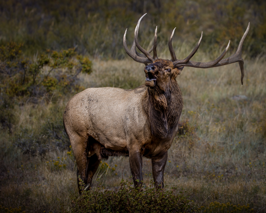 "BEAMER" BULL ELK - PRINT