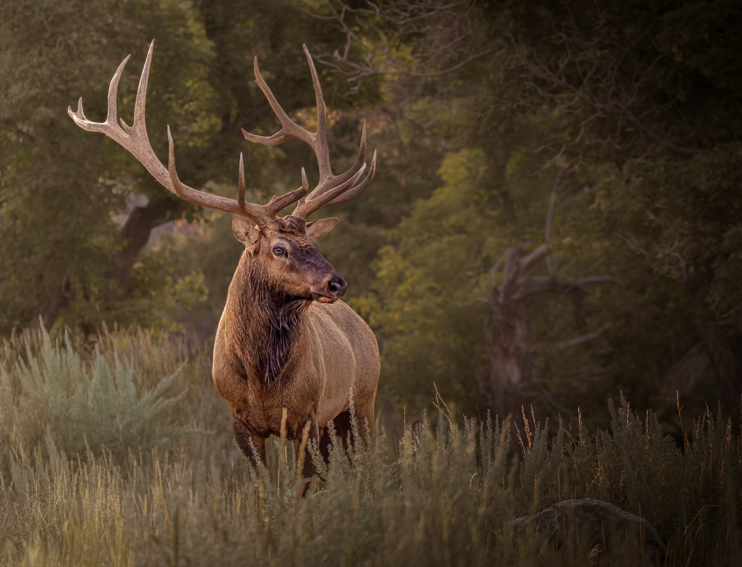 "BRANCHED" BULL ELK - PRINT