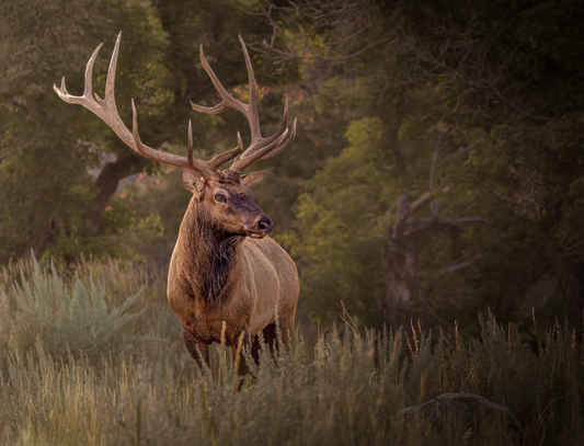 "BRANCHED" BULL ELK - PRINT