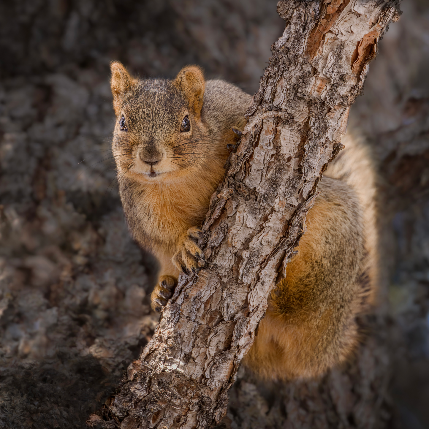 "CUTE ATTITUDE" SQUIRREL - PRINT