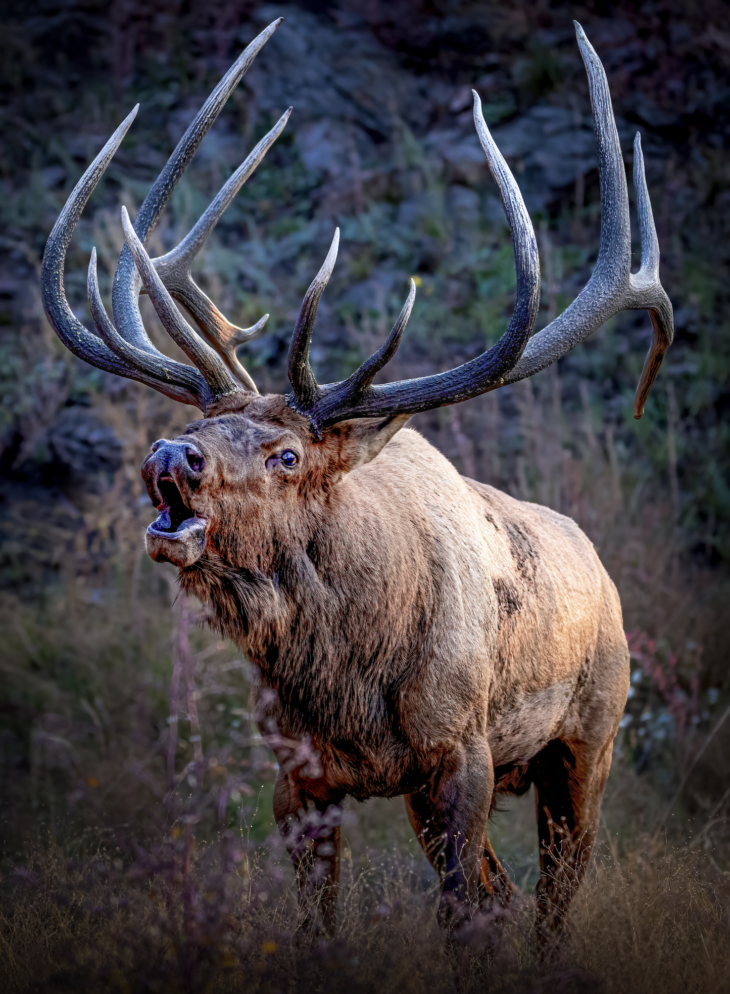 "LEGEND" BULL ELK - PRINT