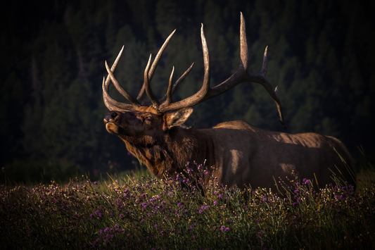 "FALL IN THE AIR"  BULL ELK - PRINT