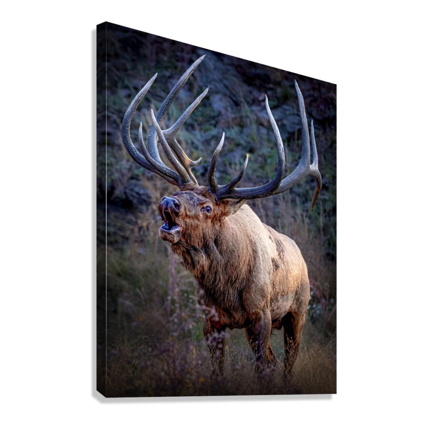 "LEGEND" BULL ELK - PRINT