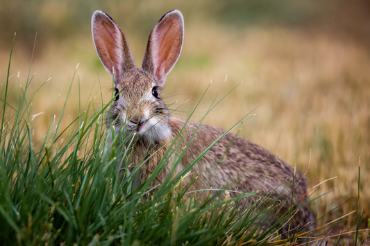 "FUNNY FACE"  COTTONTAIL BUNNY - PRINT