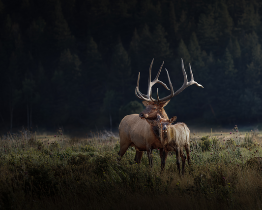 "GENERATIONS" BULL ELK - PRINT