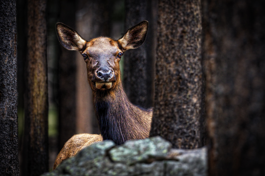 "LADY OF THE WOODS" COW ELK - PRINT