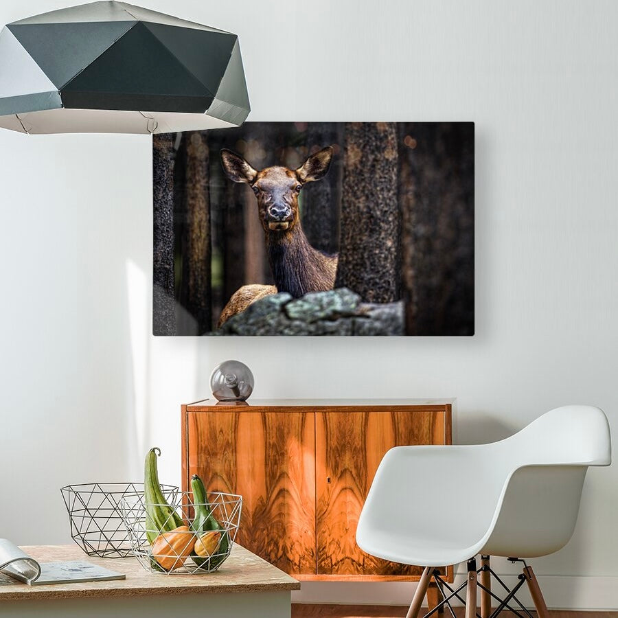 "LADY OF THE WOODS" COW ELK - PRINT