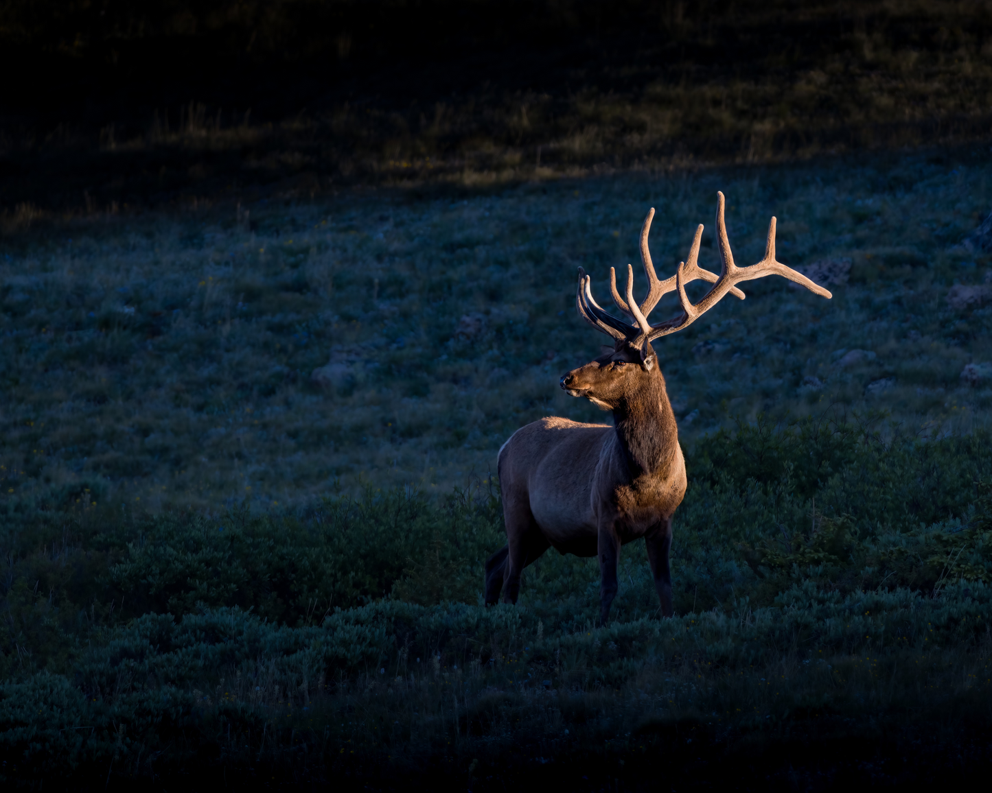 "LIGHT BEAM" BULL ELK - PRINT